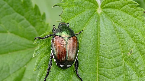 Ein kleiner Käfer sitzt auf einem grünen Blatt von einer Pflanze. Bei dem Käfer handelt es sich um einen Japankäfer. Er hat einen grünlich schimmernden vorderen Teil und bronzefarbene Flügel.