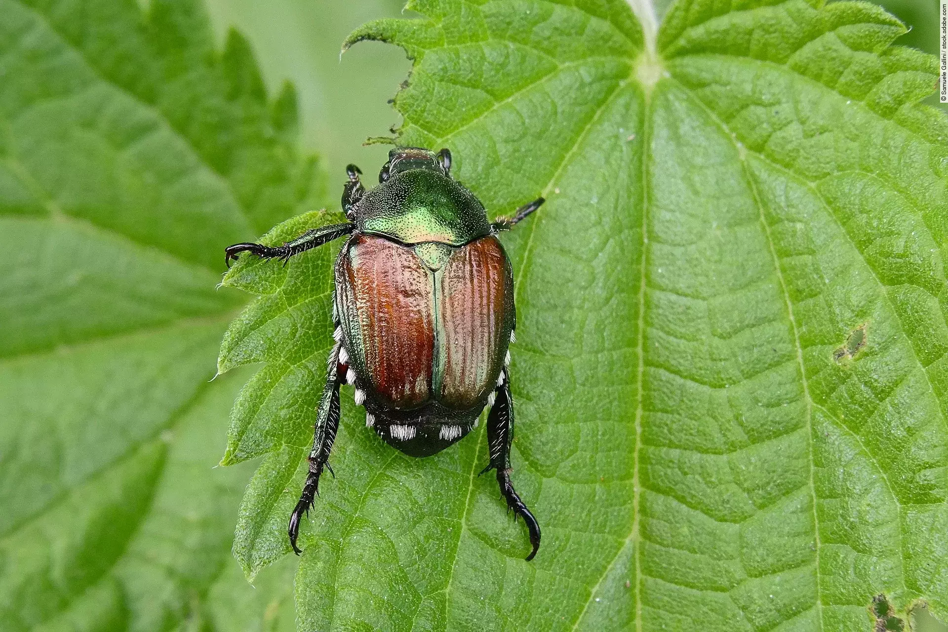 Ein kleiner Käfer sitzt auf einem grünen Blatt von einer Pflanze. Bei dem Käfer handelt es sich um einen Japankäfer. Er hat einen grünlich schimmernden vorderen Teil und bronzefarbene Flügel.