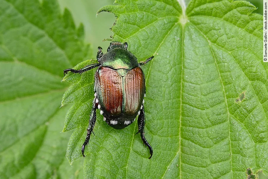 Ein kleiner Käfer sitzt auf einem grünen Blatt von einer Pflanze. Bei dem Käfer handelt es sich um einen Japankäfer. Er hat einen grünlich schimmernden vorderen Teil und bronzefarbene Flügel.