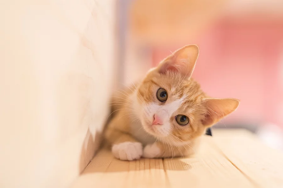 Katze Katze