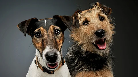 Portrait von einem Fox Terrier und einem Mischling