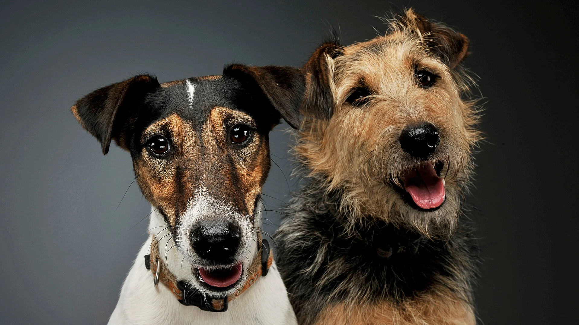 Portrait von einem Fox Terrier und einem Mischling