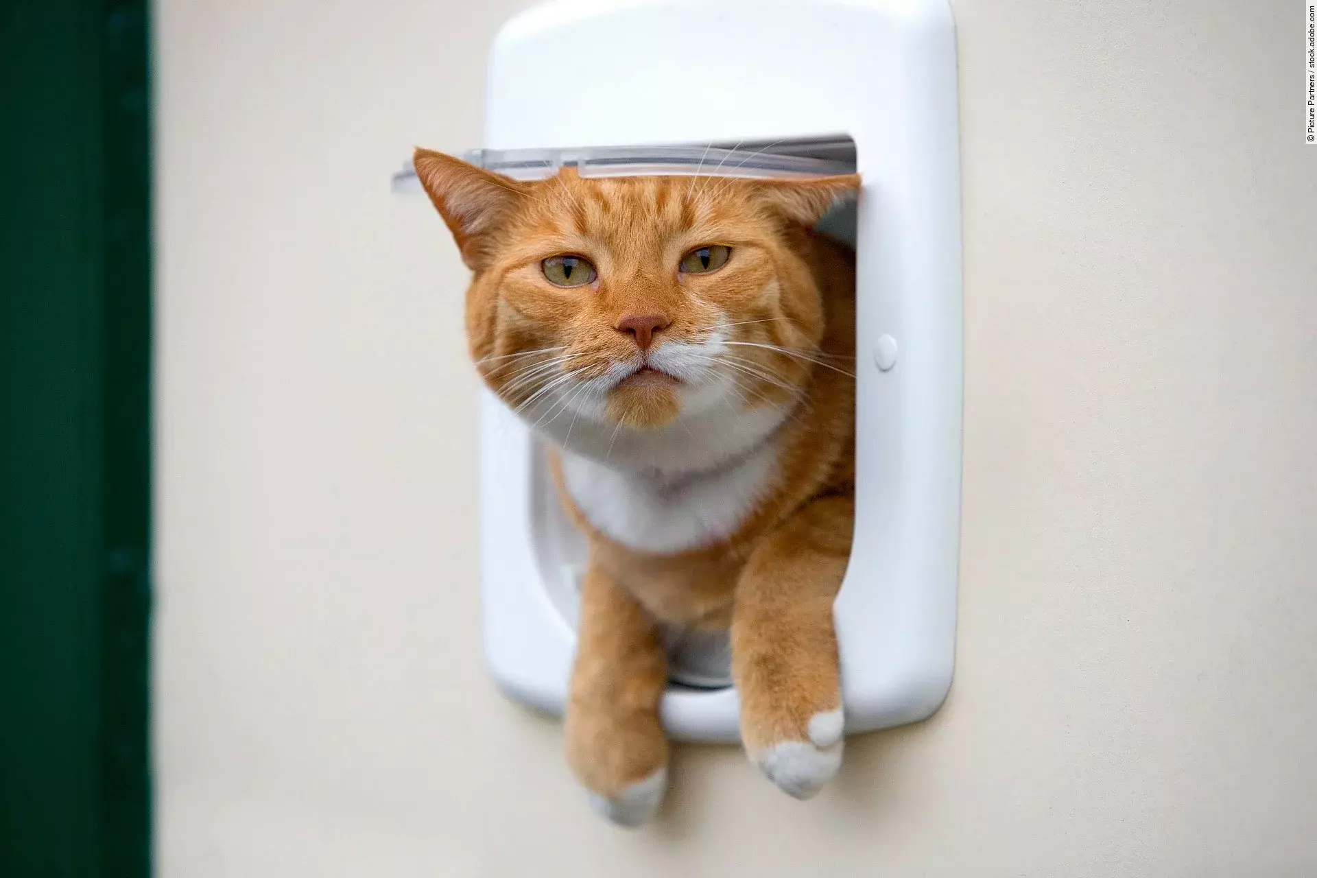 Eine rote Katze schaut neugierig aus einer weißen Katzenklappe heraus.