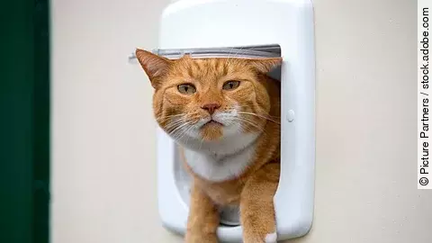 Eine rote Katze schaut neugierig aus einer weißen Katzenklappe heraus.