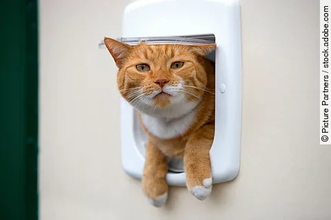 Eine rote Katze schaut neugierig aus einer weißen Katzenklappe heraus.