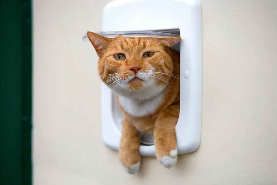 Eine rote Katze schaut neugierig aus einer weißen Katzenklappe heraus.