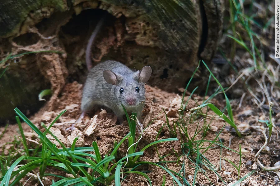 Eine Maus sitzt in einem Garten.