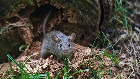 Eine Maus sitzt in einem Garten.