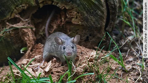 Eine Maus sitzt in einem Garten.