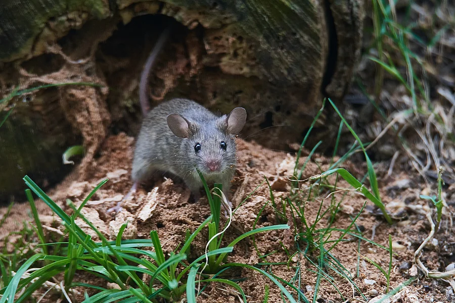Eine Maus sitzt in einem Garten.