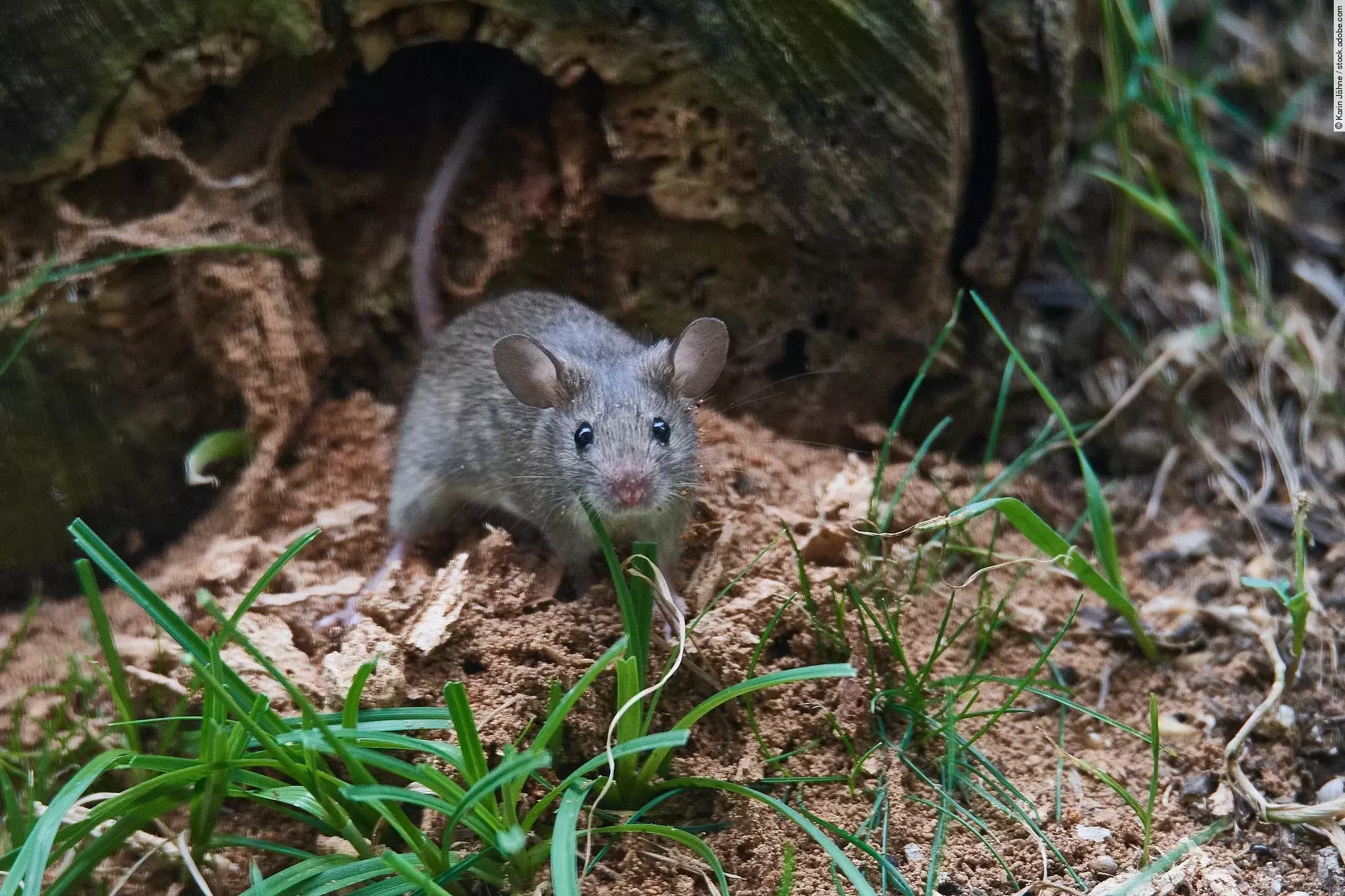 Eine Maus sitzt in einem Garten.