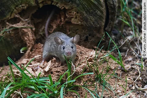 Eine Maus sitzt in einem Garten.