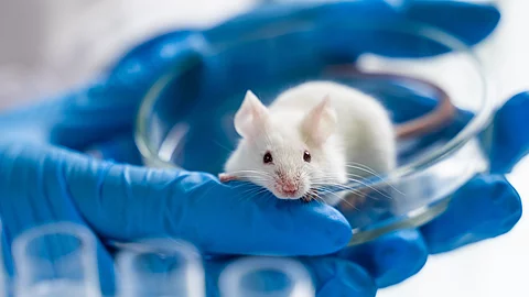 Ein Maus sitzt in einer Petrischale. Die Maus hat weißes Fell. Die Petrischale wird von einer Person mit beiden Händen festgehalten. Die Person trägt blaue Handschuhe.