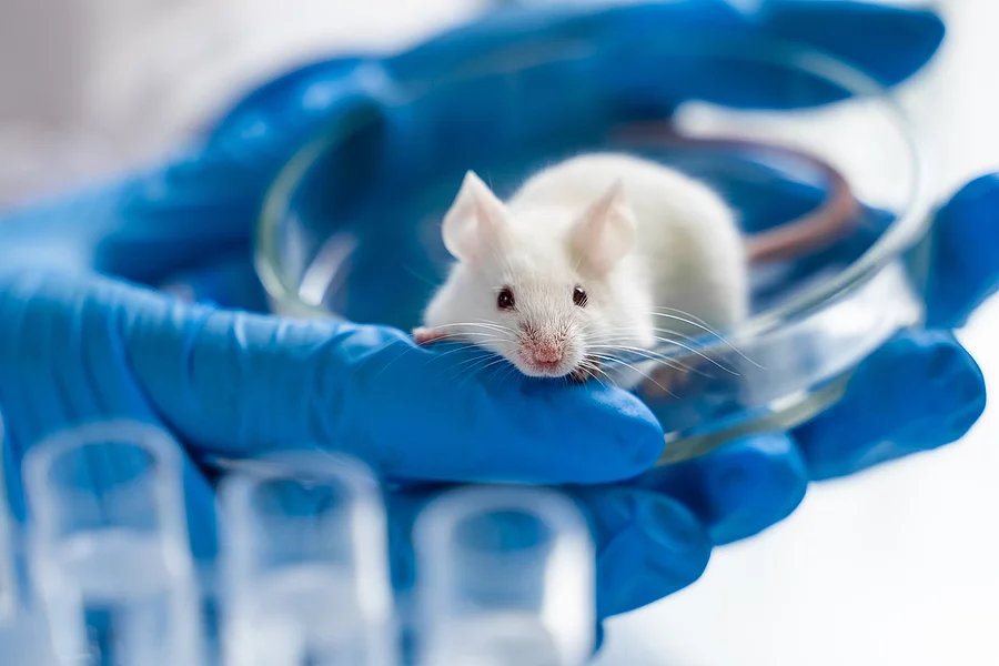 Scientist holding white laboratory mouse in hands Ein Maus sitzt in einer Petrischale. Die Maus hat weißes Fell. Die Petrischale wird von einer Person mit beiden Händen festgehalten. Die Person trägt blaue Handschuhe.
