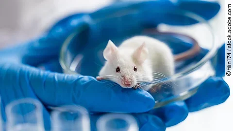 Scientist holding white laboratory mouse in hands Ein Maus sitzt in einer Petrischale. Die Maus hat weißes Fell. Die Petrischale wird von einer Person mit beiden Händen festgehalten. Die Person trägt blaue Handschuhe.