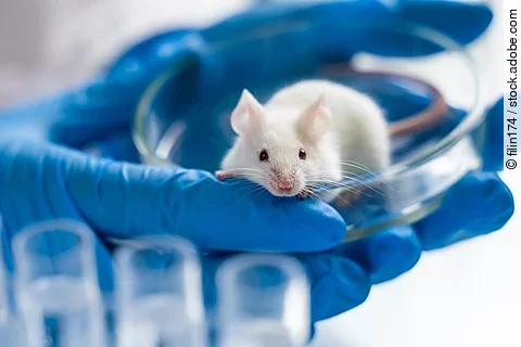Ein Maus sitzt in einer Petrischale. Die Maus hat weißes Fell. Die Petrischale wird von einer Person mit beiden Händen festgehalten. Die Person trägt blaue Handschuhe.