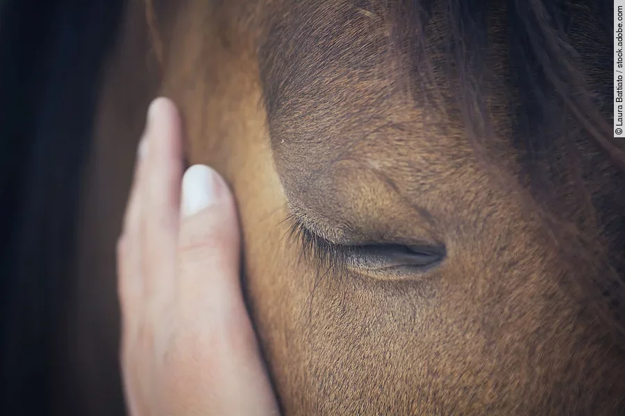 A female hand stroking a brown horse head - Close up portrait of a horse - Eyes shut - Tenderness and caring for animals concept Eine Person hält die Hand an den Kopf von einem Pferd.