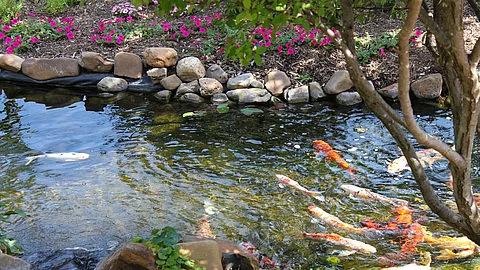In einem Teich schwimmen einige Kois umher. Der Rand des Teichs ist vielfältig bepflanzt und mit Steine befestigt. Das Wasser ist klar. 