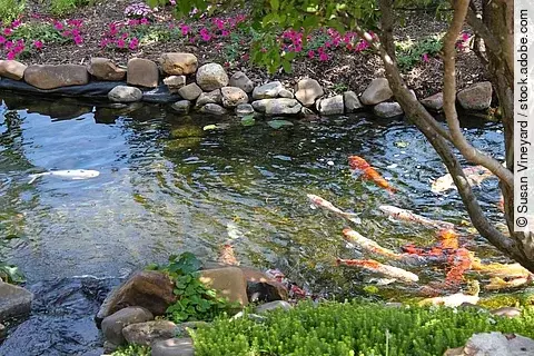 In einem Teich schwimmen einige Kois umher. Der Rand des Teichs ist vielfältig bepflanzt und mit Steine befestigt. Das Wasser ist klar. 