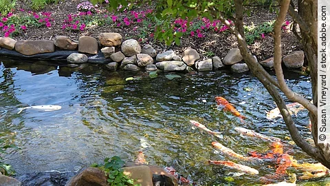 Colorful Koi fish in a rock edged stream lined with trees and fl In einem Teich schwimmen einige Kois umher. Der Rand des Teichs ist vielfältig bepflanzt und mit Steine befestigt. Das Wasser ist klar.