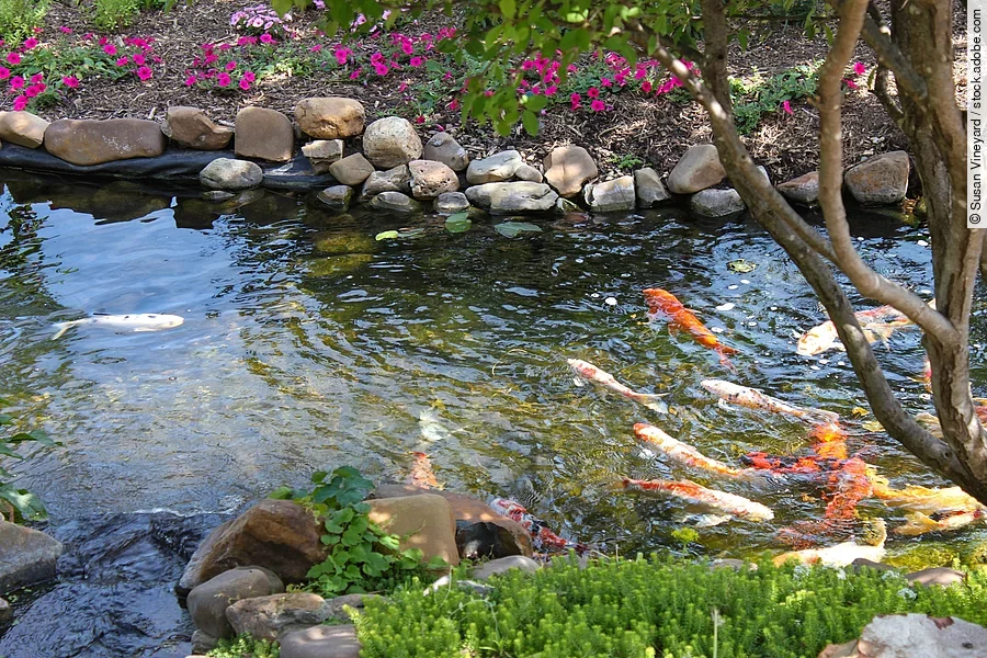 In einem Teich schwimmen einige Kois umher. Der Rand des Teichs ist vielfältig bepflanzt und mit Steine befestigt. Das Wasser ist klar. 