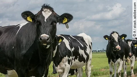 Cows in meadow Netherlands