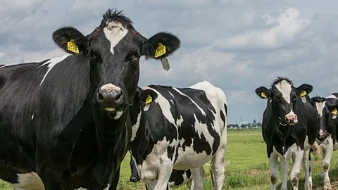 Cows in meadow Netherlands