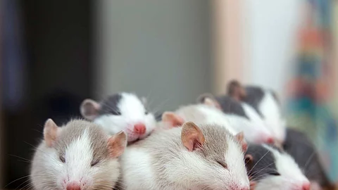 Many small funny baby rats warming together one on top of anothe