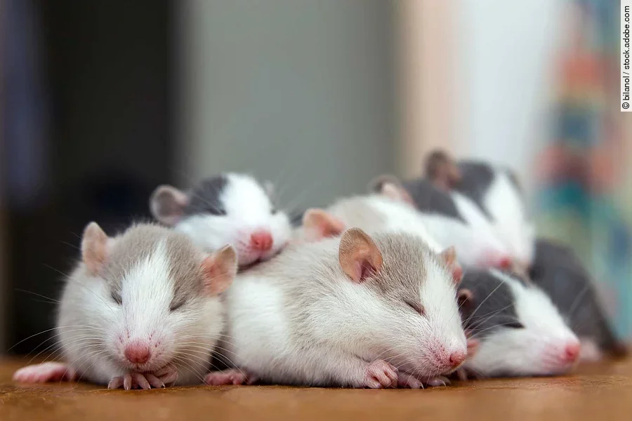 Many small funny baby rats warming together one on top of anothe