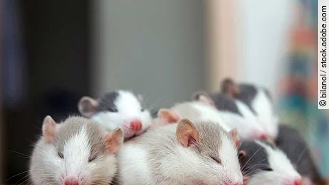 Many small funny baby rats warming together one on top of anothe