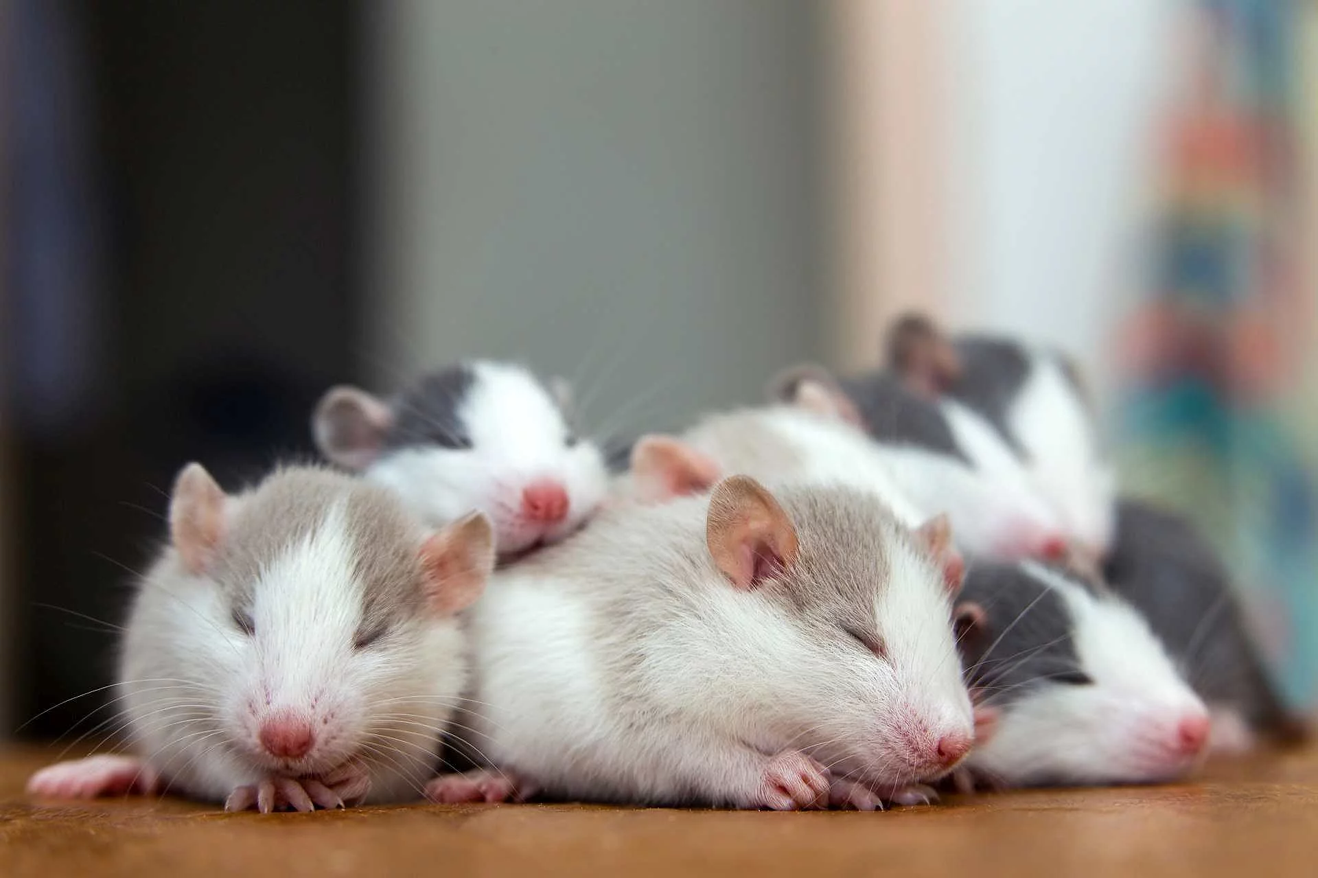 Many small funny baby rats warming together one on top of anothe