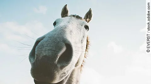 White horse portrait selfie funny pets close up wild nature anim