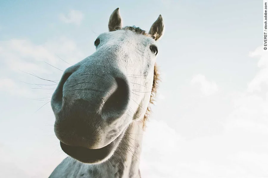 White horse portrait selfie funny pets close up wild nature anim