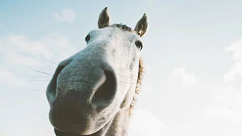 White horse portrait selfie funny pets close up wild nature anim