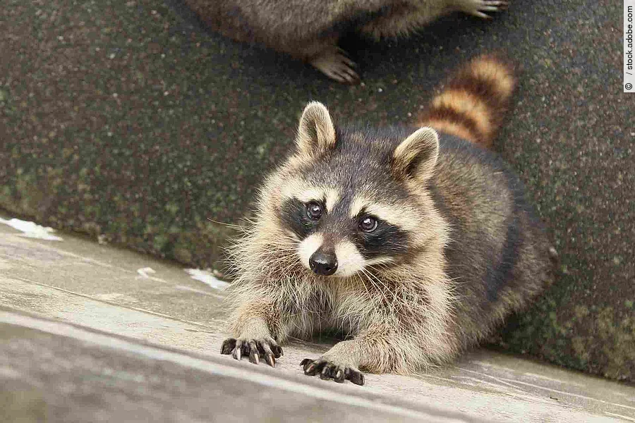 エサをじっと待つアライグマ