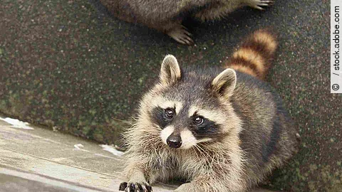 エサをじっと待つアライグマ