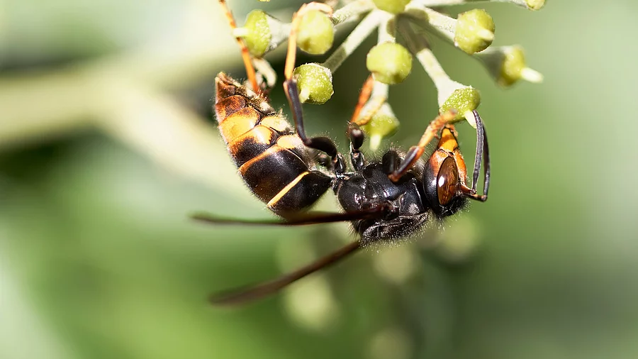 Asiatische Hornisse auf einer Blüte