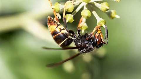 Asiatische Hornisse auf einer Blüte