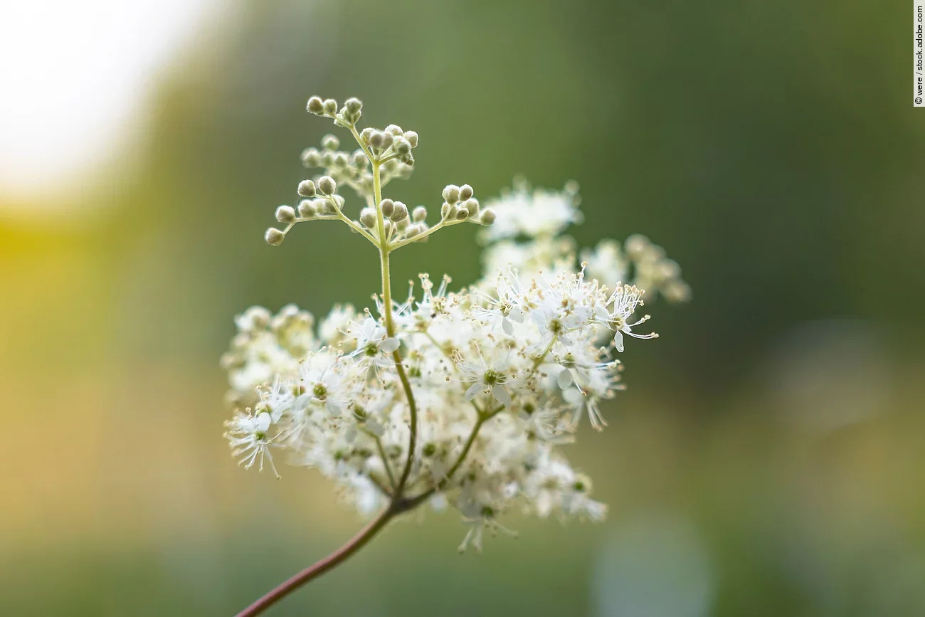Aufnahme von einer Mädesüß-Pflanze.