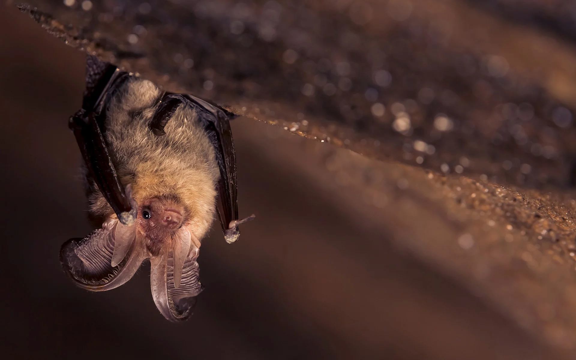 Eine Nahaufnahme einer kleinen braunen Langohr- Fledermaus (Plecotus auritus), die kopfüber in einer dunklen Höhle hängt.