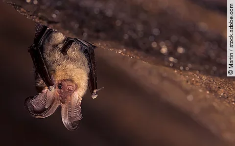 Eine Nahaufnahme einer kleinen braunen Langohr- Fledermaus (Plecotus auritus), die kopfüber in einer dunklen Höhle hängt.