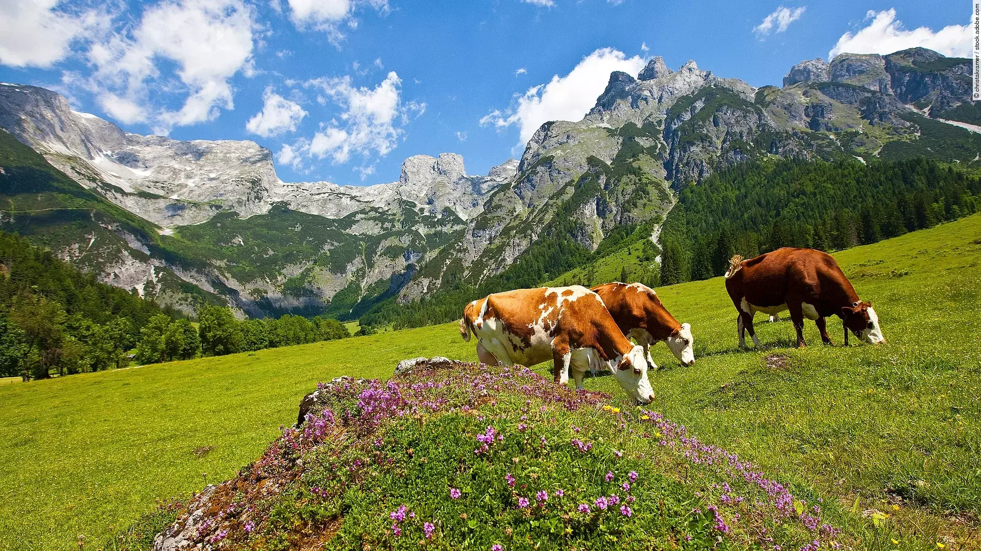 Eine braun-weiß gefleckte Kuhherde grast an einem sonnigen Tag mit strahlendblauem Himmel in einer malerischen Alpenkulisse.