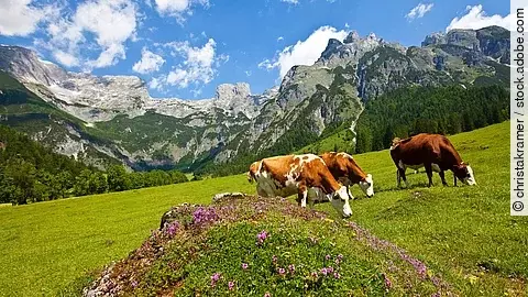 Eine braun-weiß gefleckte Kuhherde grast an einem sonnigen Tag mit strahlendblauem Himmel in einer malerischen Alpenkulisse.