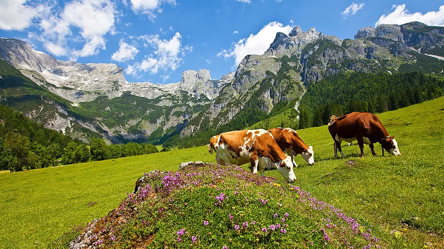 Eine braun-weiß gefleckte Kuhherde grast an einem sonnigen Tag mit strahlendblauem Himmel in einer malerischen Alpenkulisse. Eine braun-weiß gefleckte Kuhherde grast an einem sonnigen Tag mit strahlendblauem Himmel in einer malerischen Alpenkulisse.