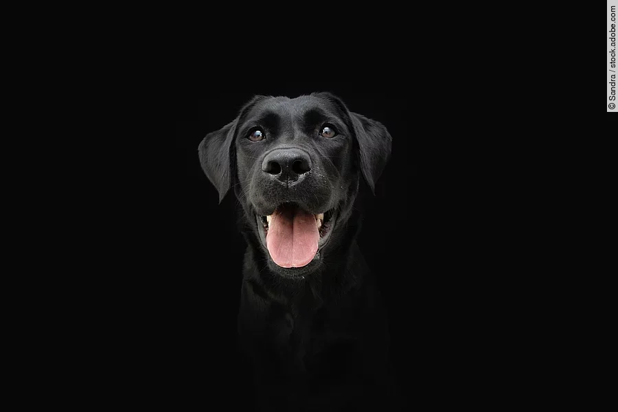 Portrait von einem Labrador mit schwarzem Fell. Der Hund sitzt vor einem schwarzen Hintergrund und schaut in die Kamera. Sein Fell glänzt und er schaut zufrieden. Das Maul ist zum Hecheln geöffnet.