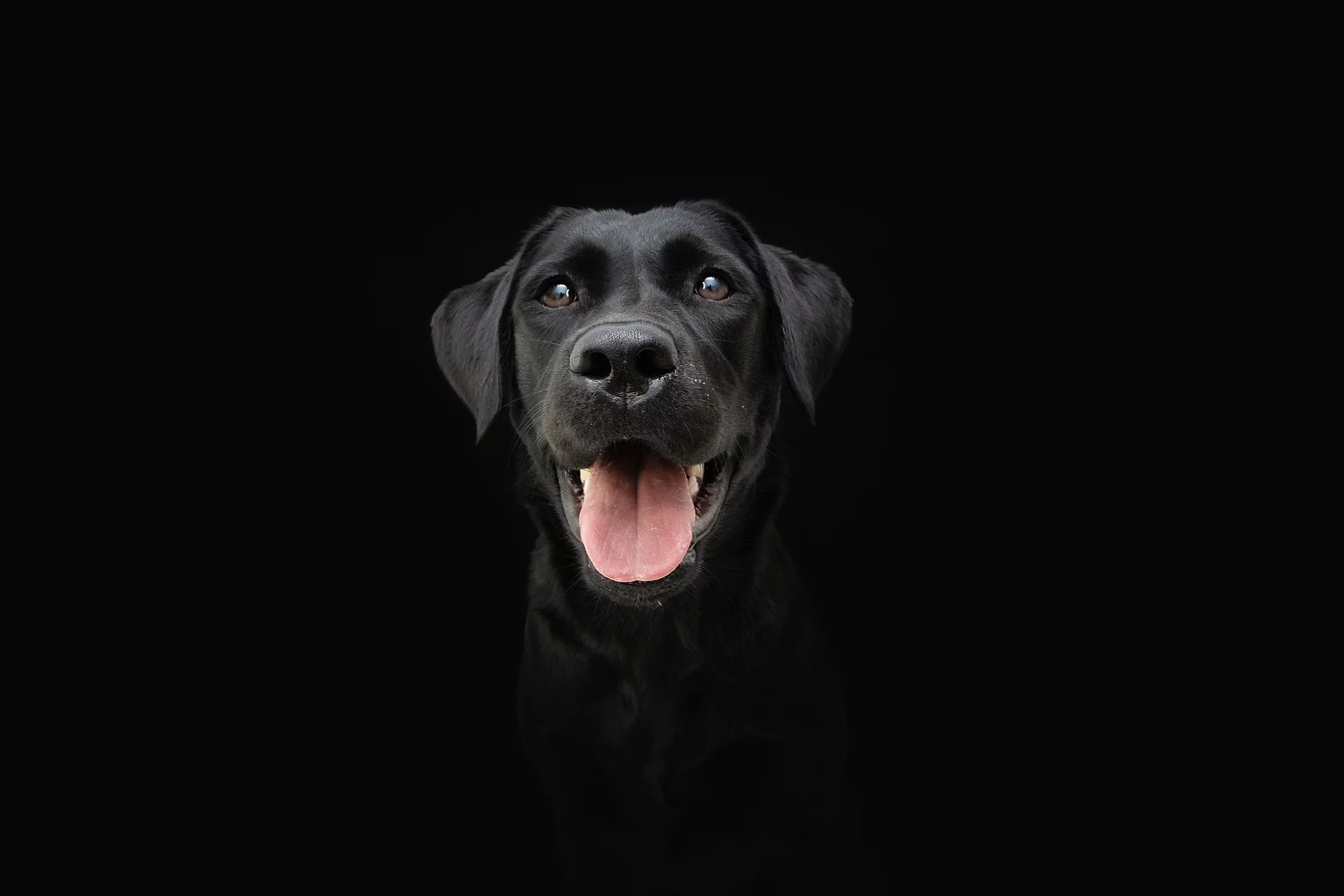 Portrait von einem Labrador mit schwarzem Fell. Der Hund sitzt vor einem schwarzen Hintergrund und schaut in die Kamera. Sein Fell glänzt und er schaut zufrieden. Das Maul ist zum Hecheln geöffnet.