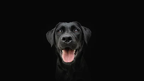 Portrait von einem Labrador mit schwarzem Fell. Der Hund sitzt vor einem schwarzen Hintergrund und schaut in die Kamera. Sein Fell glänzt und er schaut zufrieden. Das Maul ist zum Hecheln geöffnet.