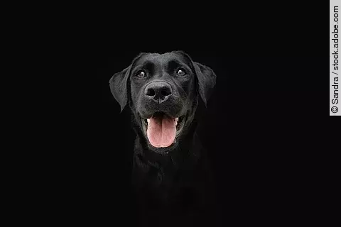 Portrait von einem Labrador mit schwarzem Fell. Der Hund sitzt vor einem schwarzen Hintergrund und schaut in die Kamera. Sein Fell glänzt und er schaut zufrieden. Das Maul ist zum Hecheln geöffnet.