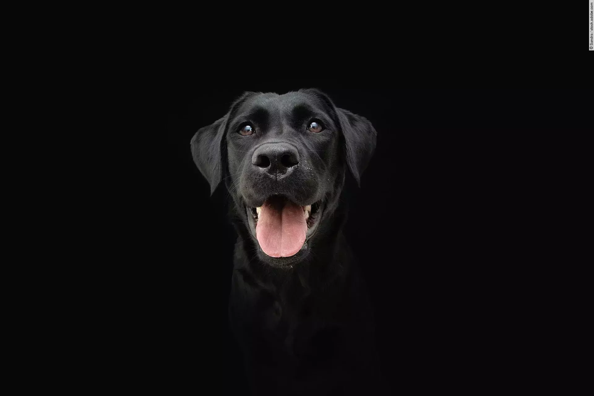 Portrait von einem Labrador mit schwarzem Fell. Der Hund sitzt vor einem schwarzen Hintergrund und schaut in die Kamera. Sein Fell glänzt und er schaut zufrieden. Das Maul ist zum Hecheln geöffnet.