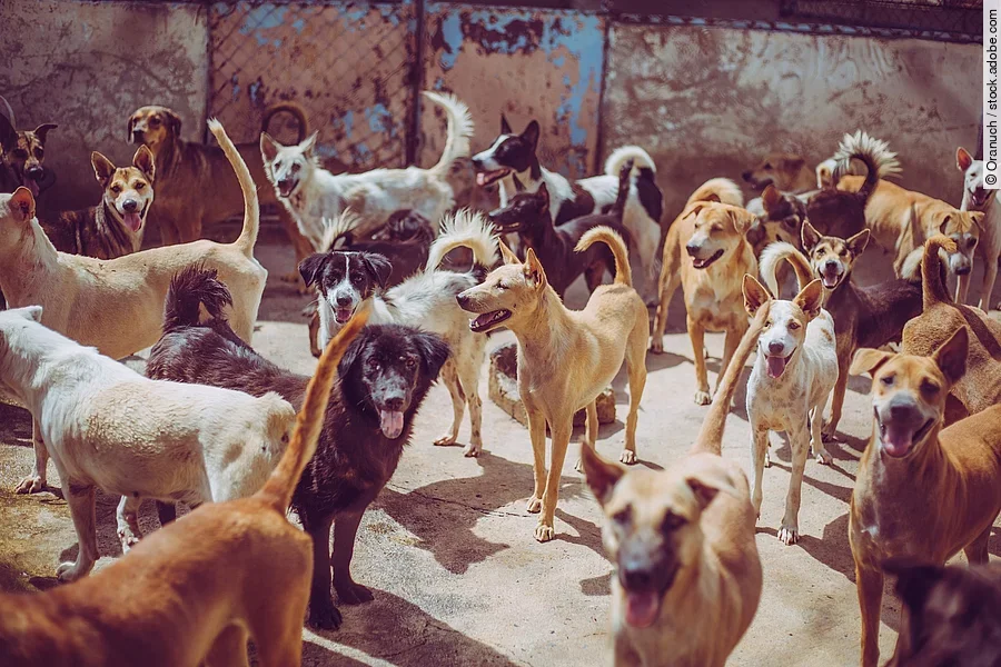 Straßenhunde warten auf Futter.